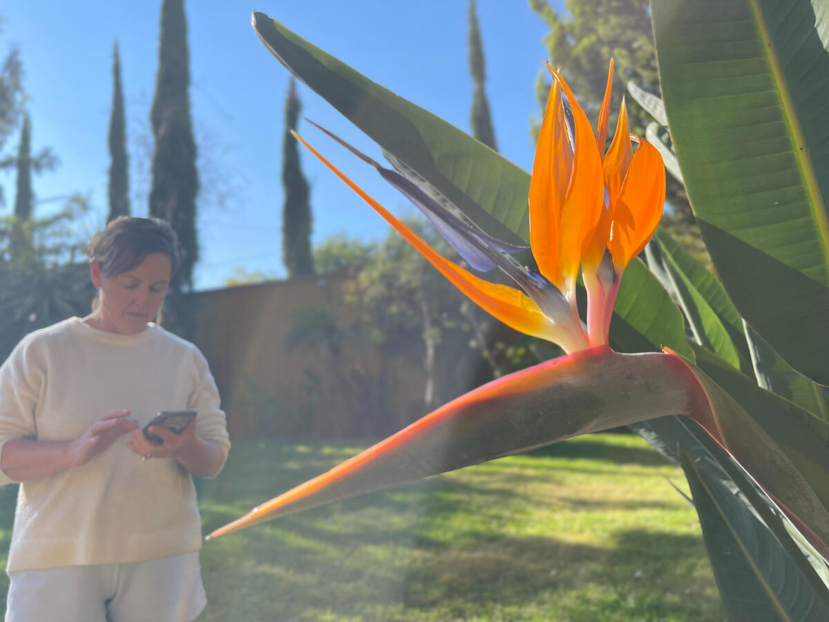 Bird of Paradise