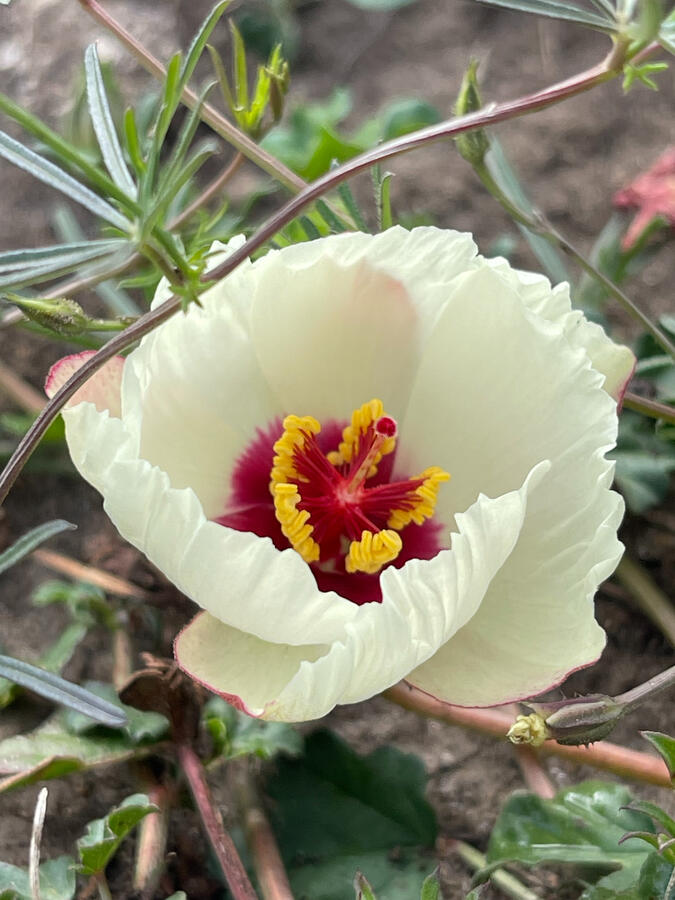 White Flower White Flower